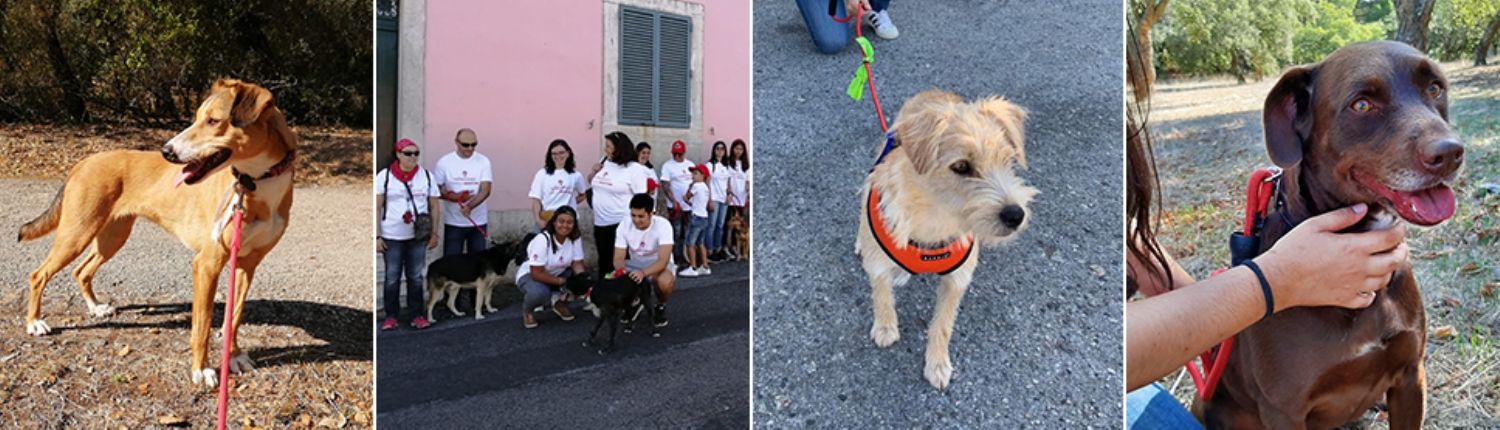 575_Voluntarios_topo.jpg