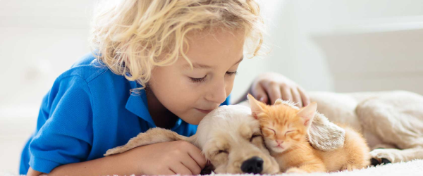 animais domesticos animais domesticos