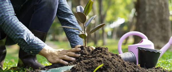 600x250 reforestacao