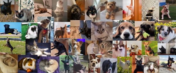 compilacao animais 600x250