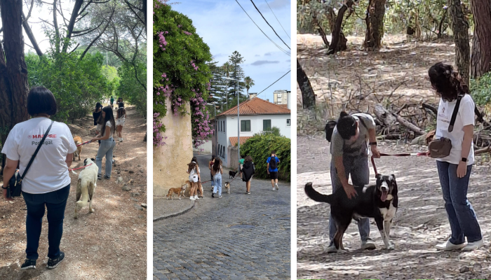 700x400 caominhada (3) Colaboradores MAPFRE em caminhada numa Iniciativa Solidária com cães e jovens