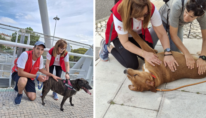 700x400 caominhada (6) Colaboradores MAPFRE numa Iniciativa Solidária com cães e jovens
