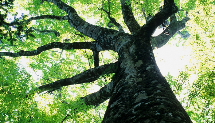 700x400 vidaprofissiona