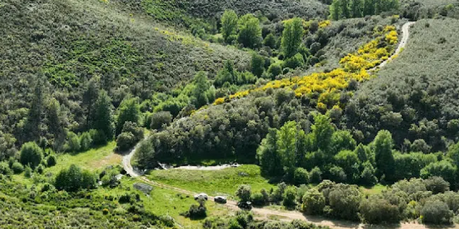 650x325 floresta